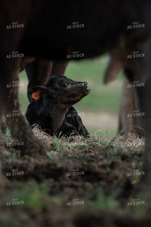 Calf 189032