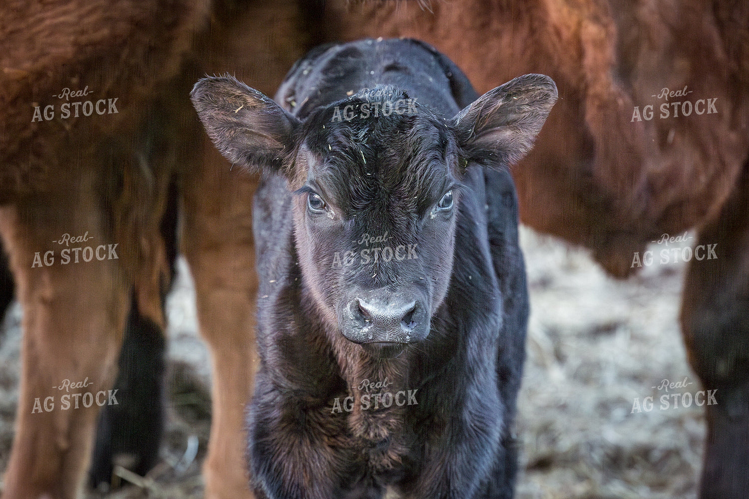 Calf 138137