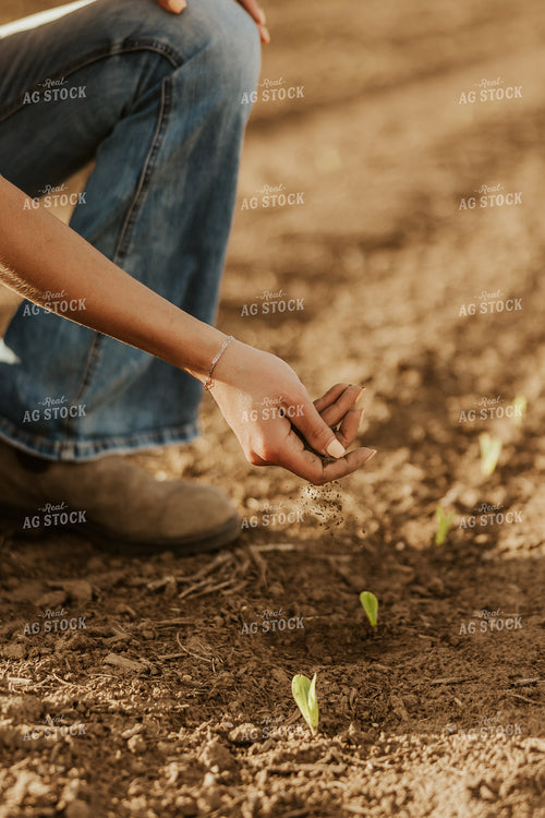 Female Farmer Checking Corn 207006