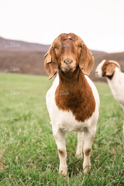 Goats 233003