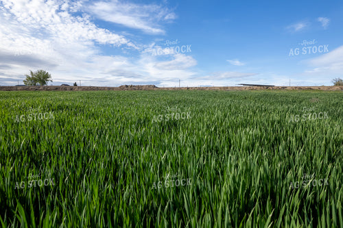 Winter Wheat Field 65734