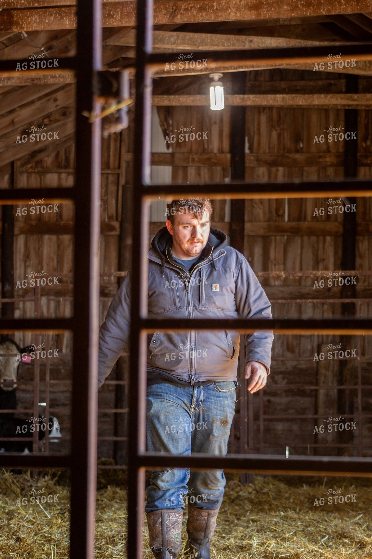 Rancher Checking Cattle in a Rustic Wood-Framed Barn 406004