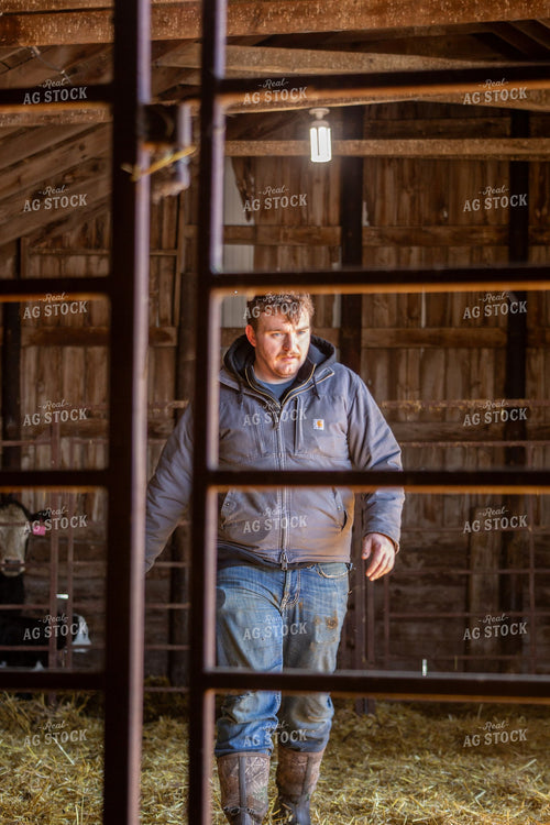Rancher Checking Cattle in a Rustic Wood-Framed Barn 406004