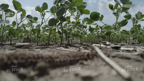 Green Soybean Field Low Ground Level 92041