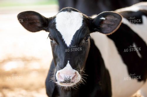 Holstein Calf 55277