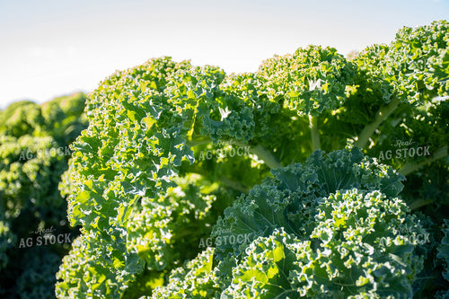 Kale 50203