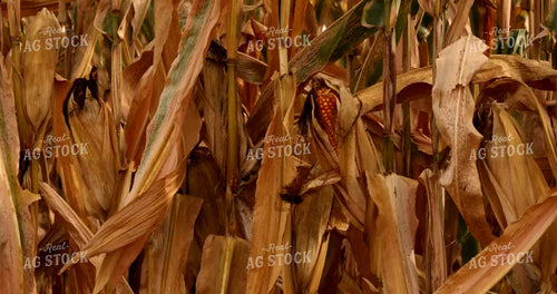 Dried Ears of Corn Waving in Wind in Field 7364