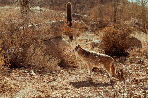 Coyote in Desert 58034