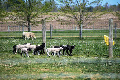 Lambs 84241
