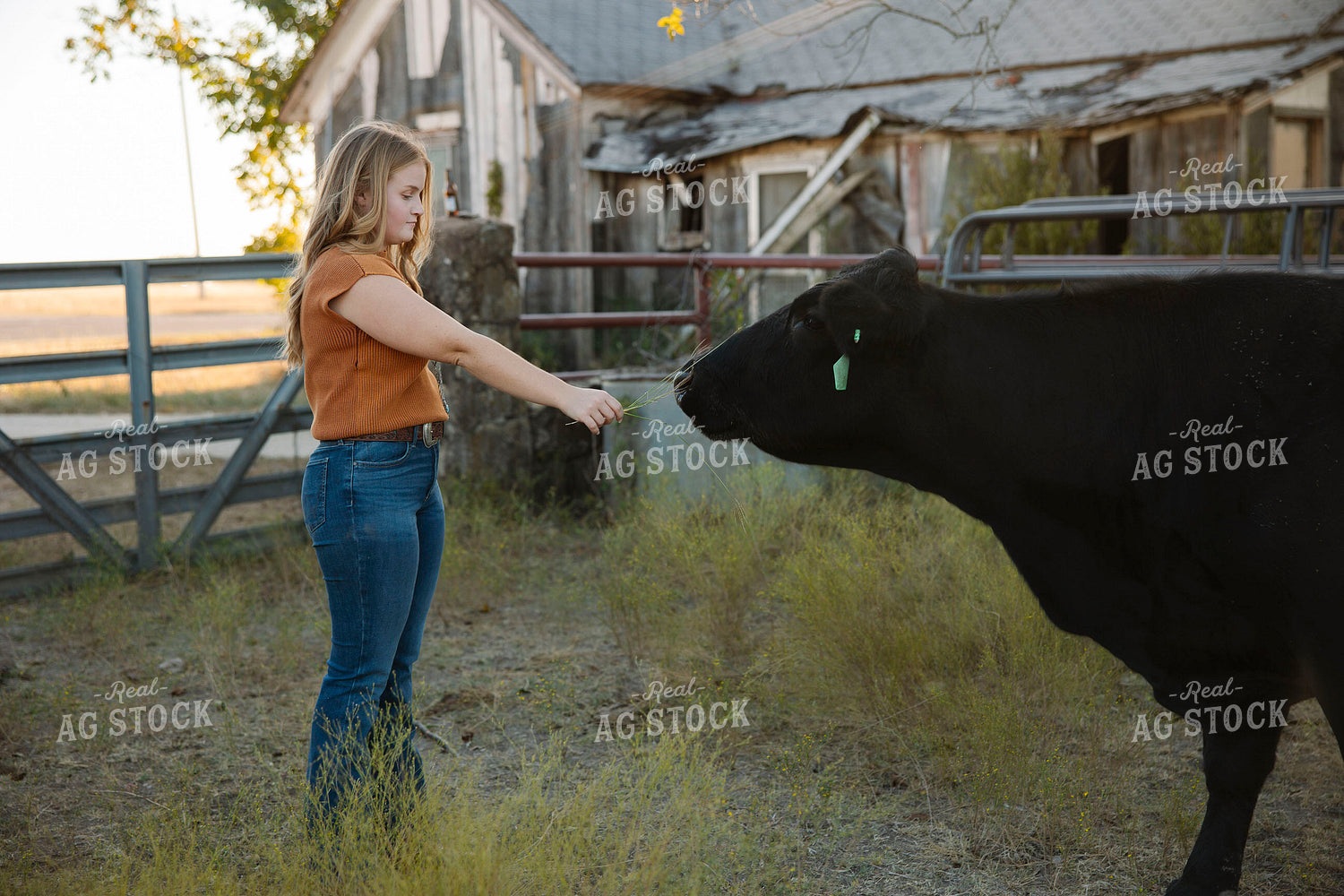 Ranch Kid and Black Angus Cow 205156