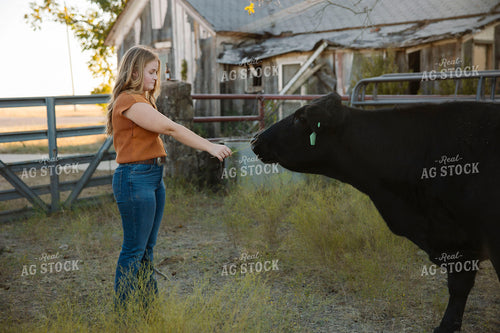 Ranch Kid and Black Angus Cow 205156