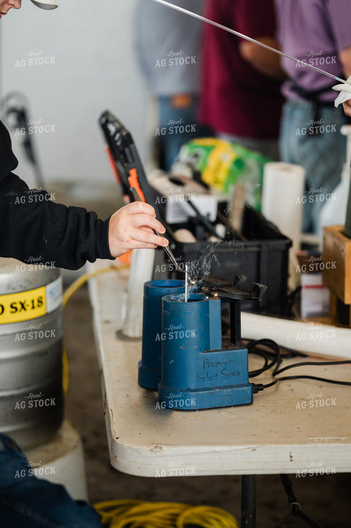 Rancher Collects Artificial Insemination (AI) Sample 125139