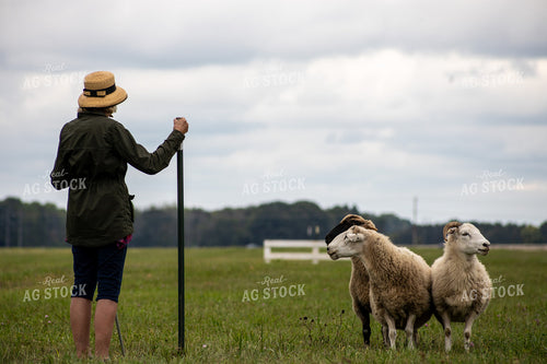 Farmer Herding Sheep 261021