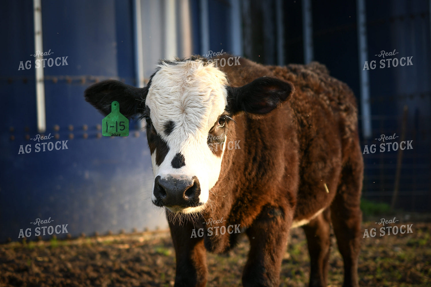 Show Cattle 191174