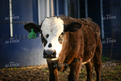 Show Cattle 191174