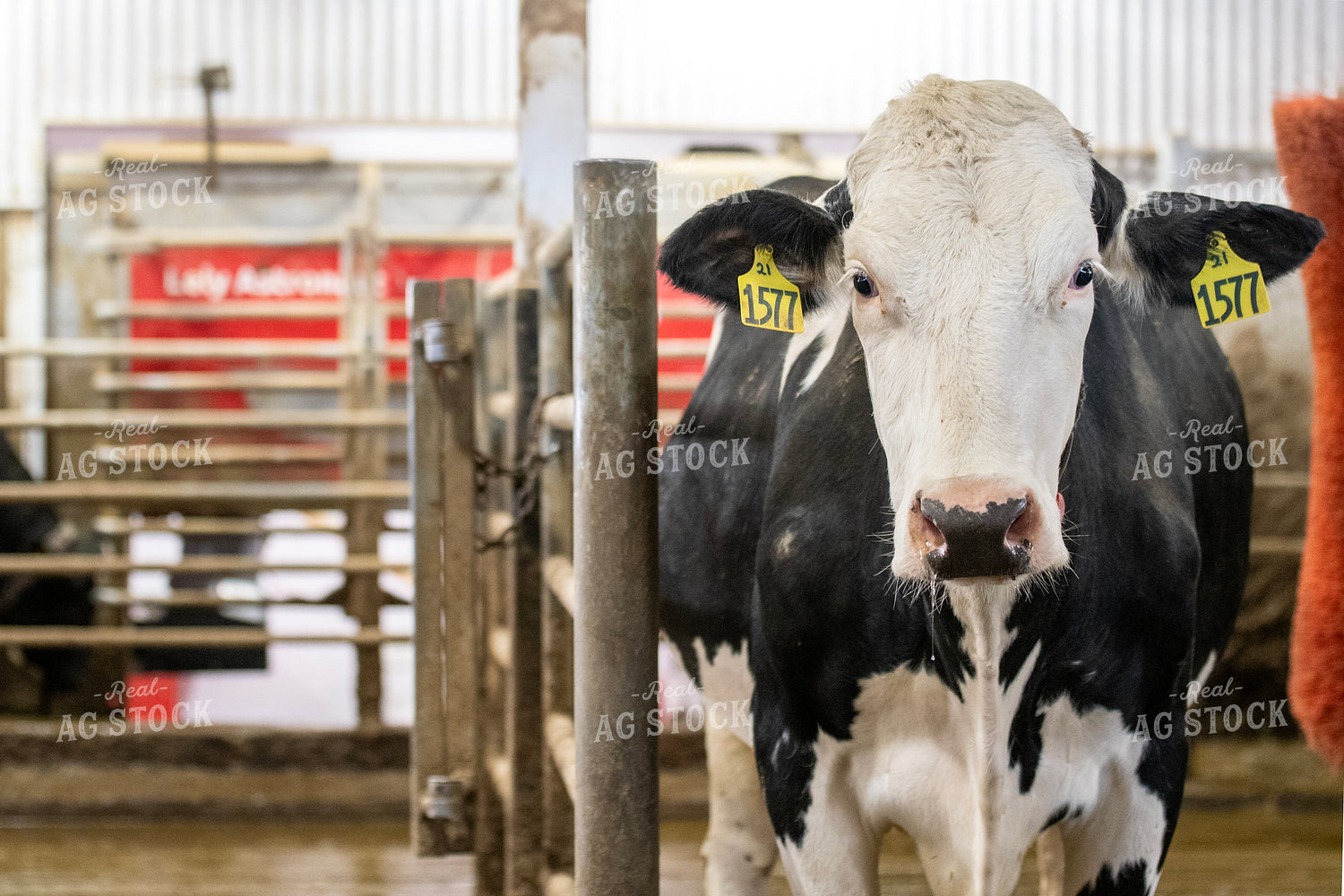 Holstein Cow 271014