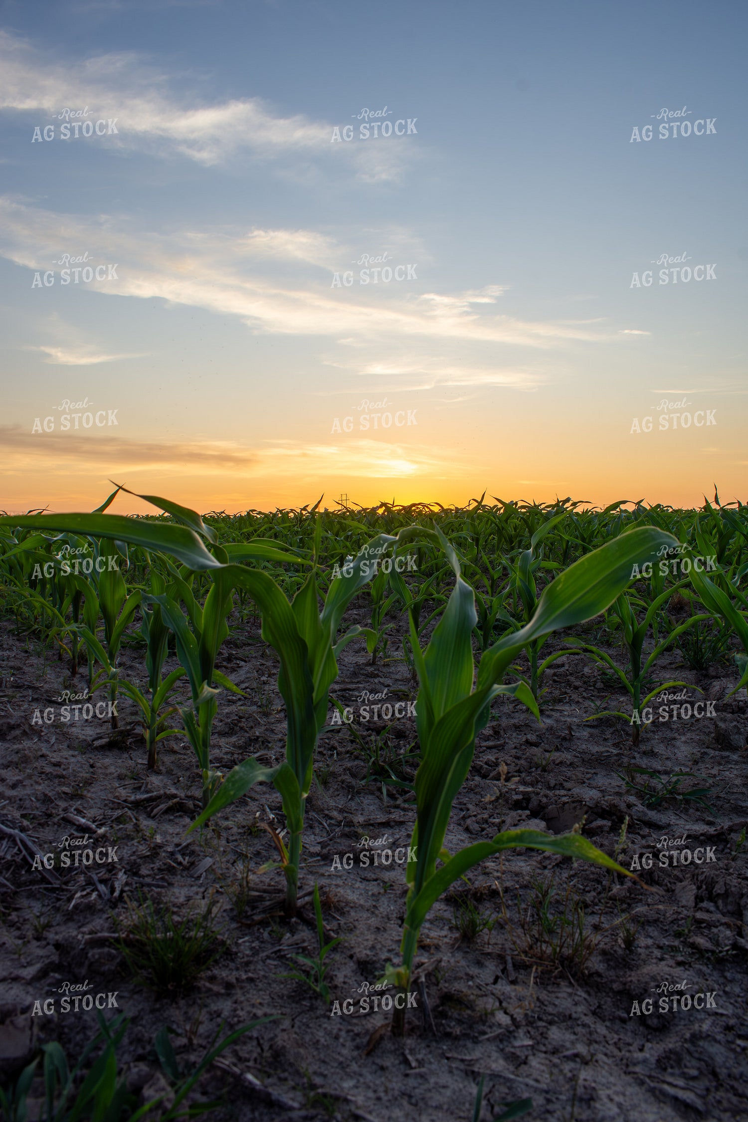Early Season Corn 156139