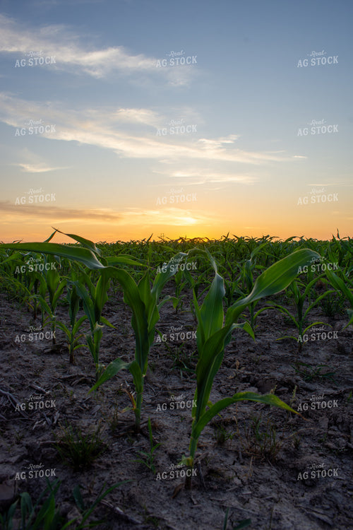 Early Season Corn 156139