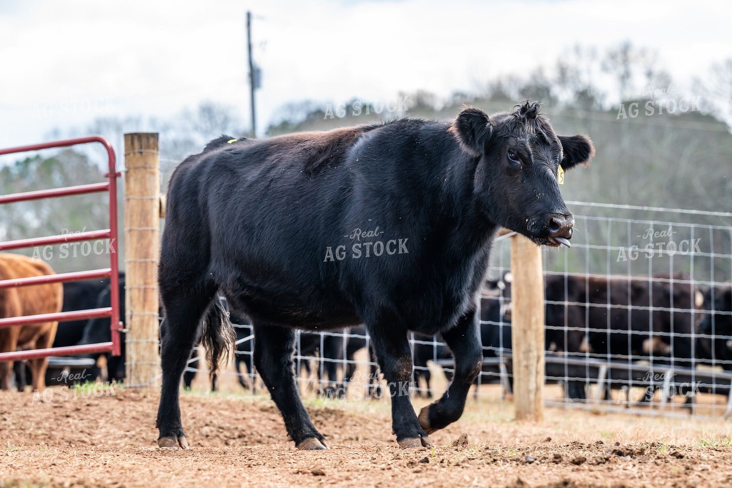 Black Angus Cattle 192036