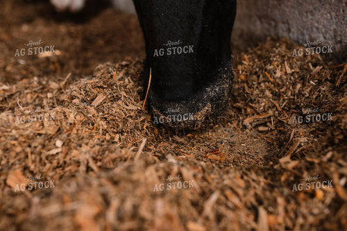 Cow Snout in Feed Ration 152248