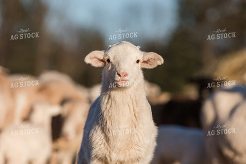 Sheep 270264