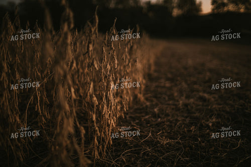 Soybean Field at Harvest at Dusk 5179