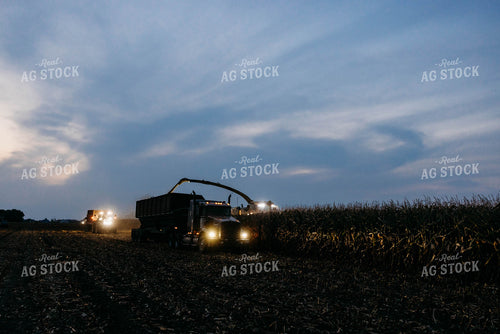 Chopping Corn Silage 152034