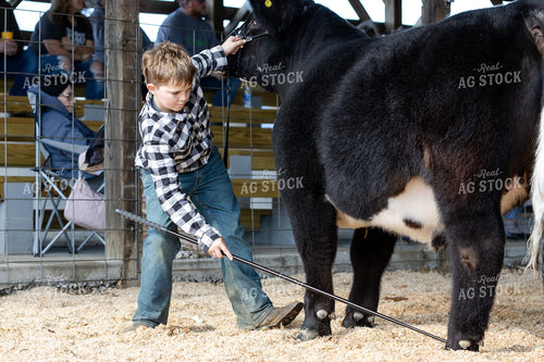 Farm Kid Showing Livestock 52602