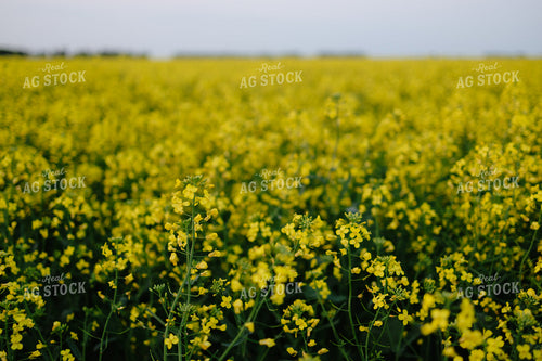 Canola Field 204028