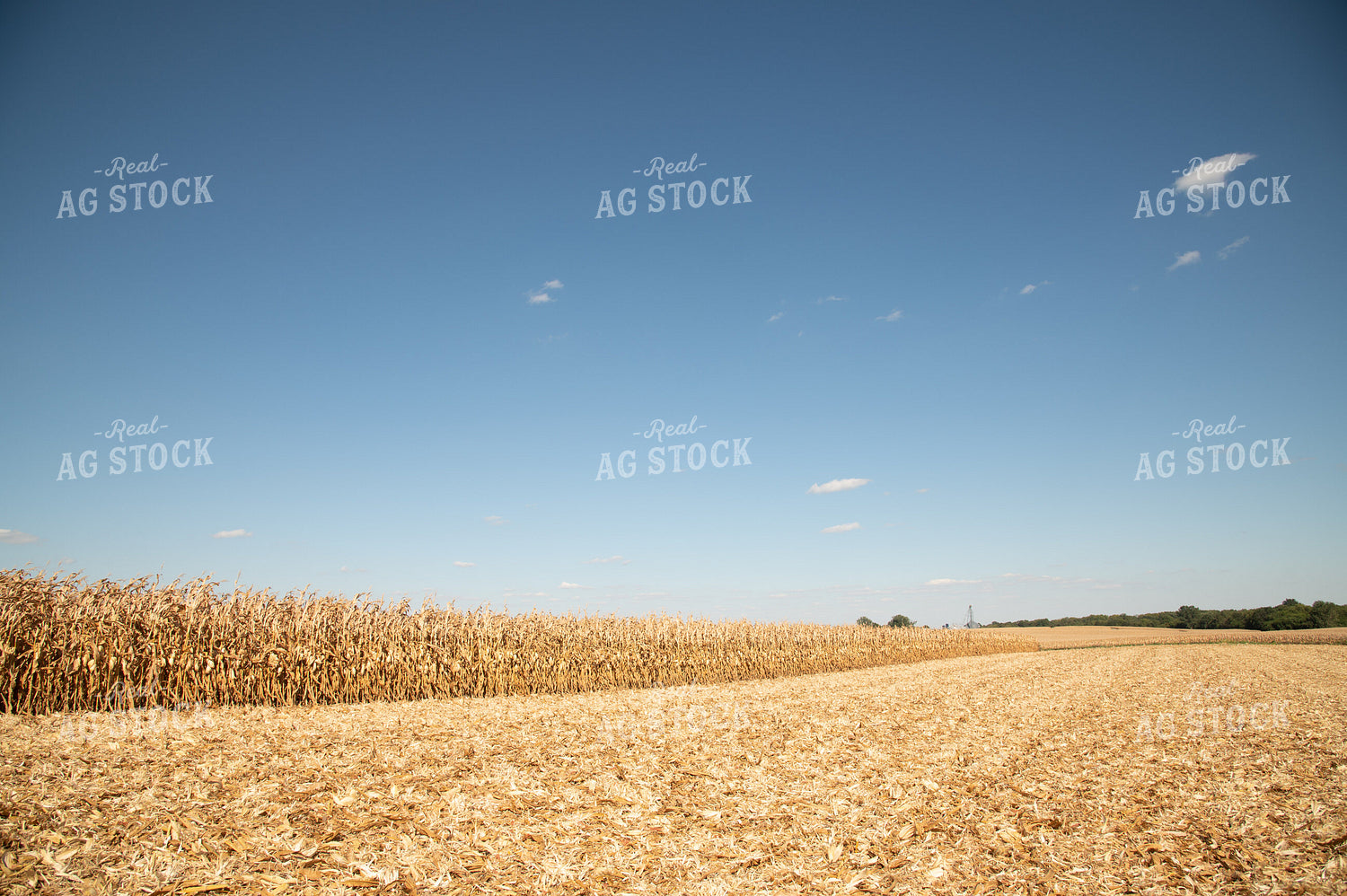 Dried Corn Waiting to be Harvested on a Sunny Day 25915