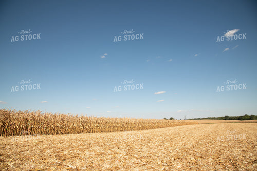 Dried Corn Waiting to be Harvested on a Sunny Day 25915