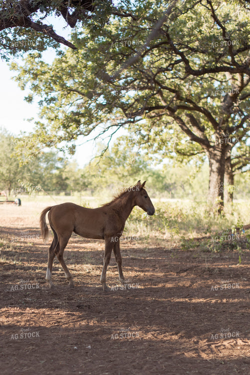 Foal 205000