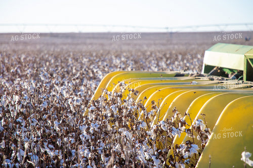 Cotton Harvest 208110