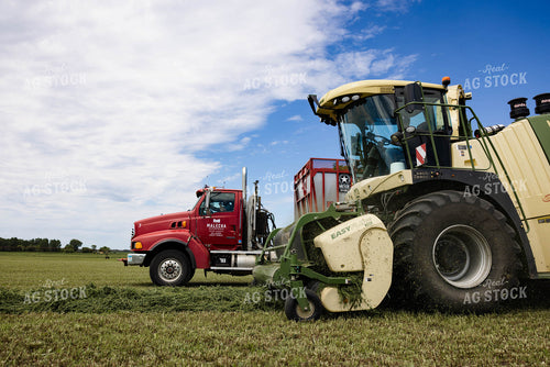 Harvesting Hay Silage 152444