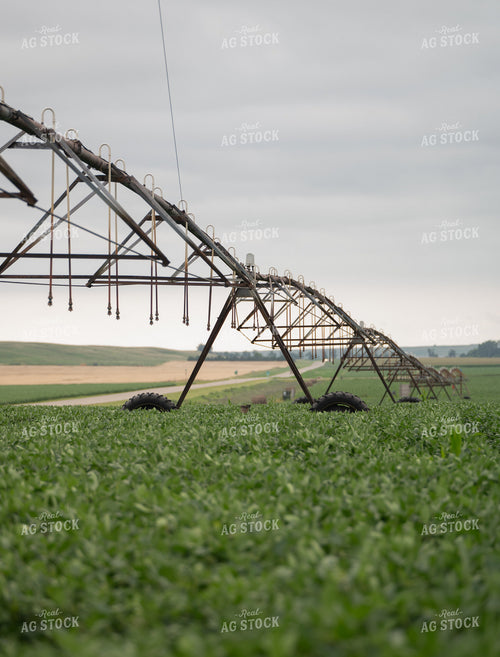 Irrigated Alfalfa Field 185139