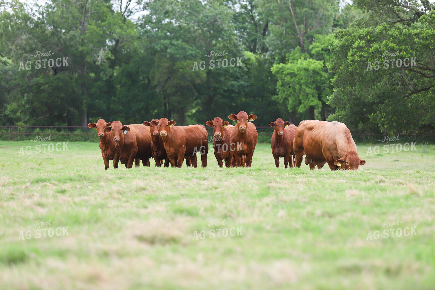 Cattle in Pasture 99013