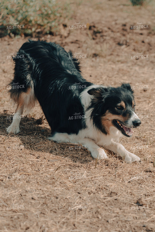 Ranch Dog 58165