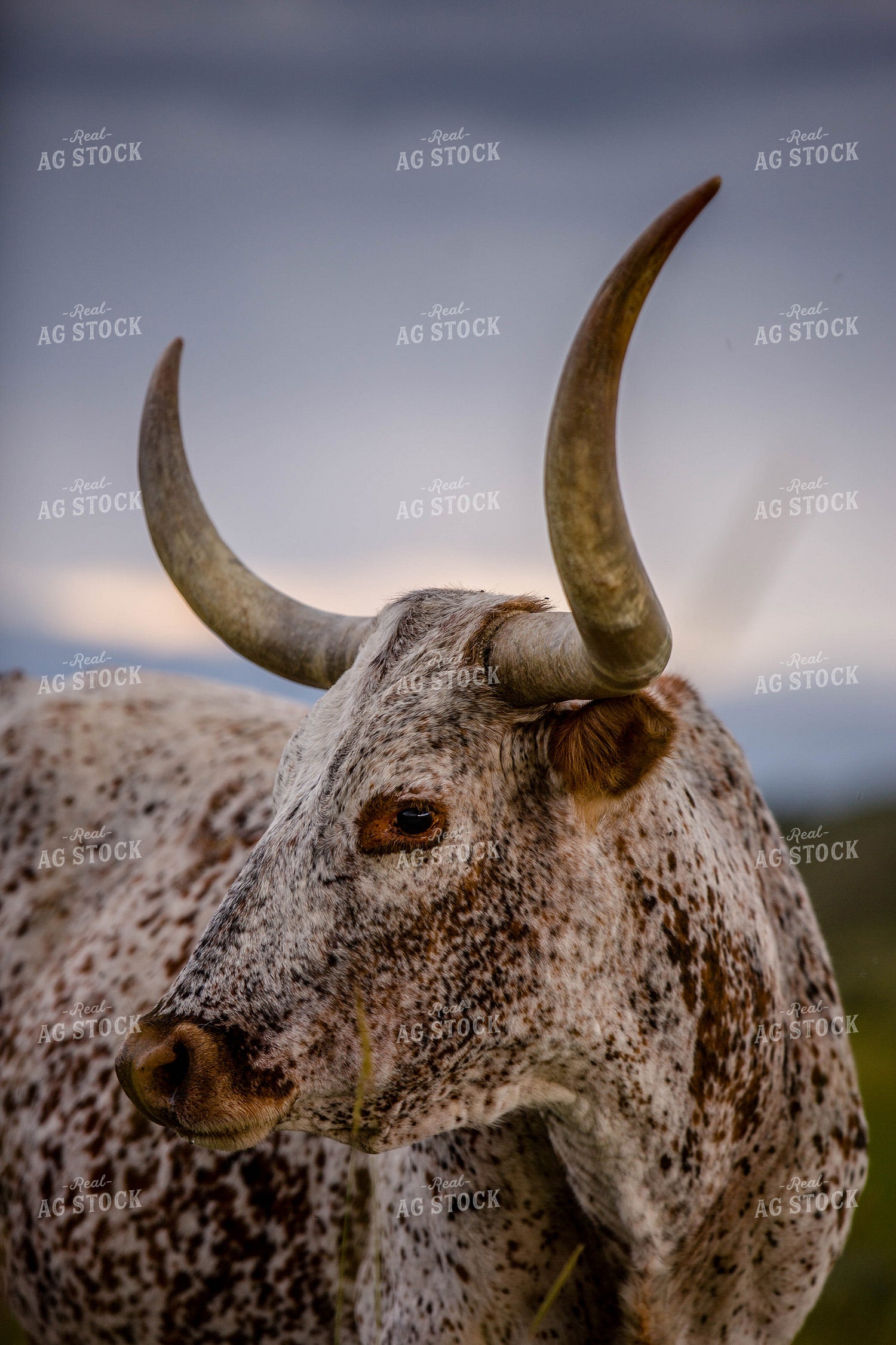 Longhorn Cattle on Pasture 81146