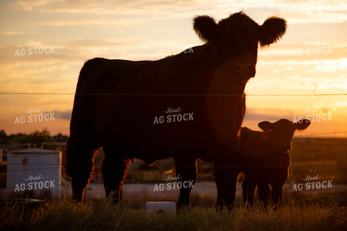 Cow Calf Pair Silhouette 208046
