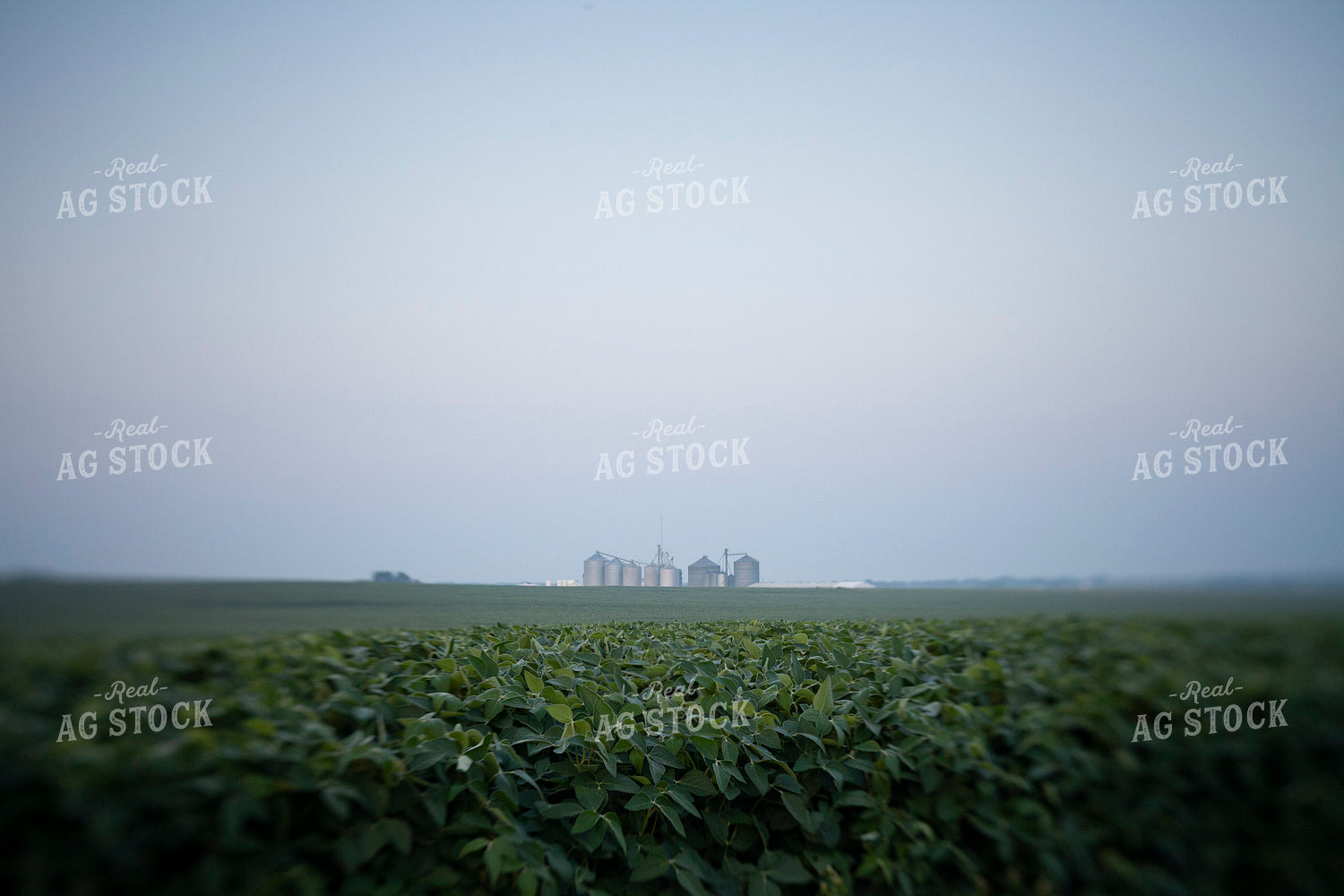 Soybeans - Mid-Season 1503