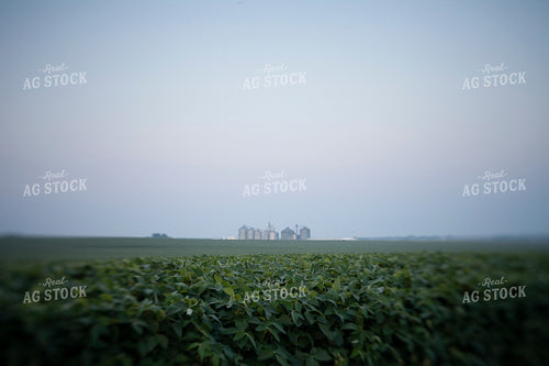 Soybeans - Mid-Season 1503