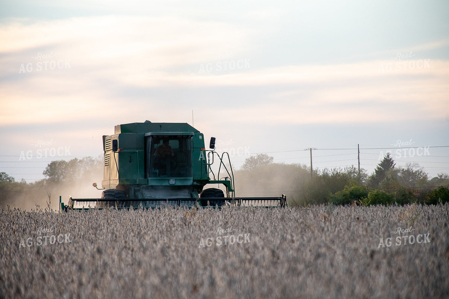 Soybean Harvest 50302