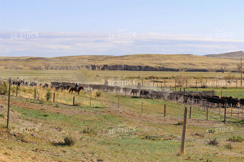 Cattle Gather 63065