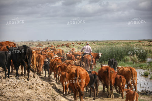 Rancher Herding Cattle on Horseback 210025