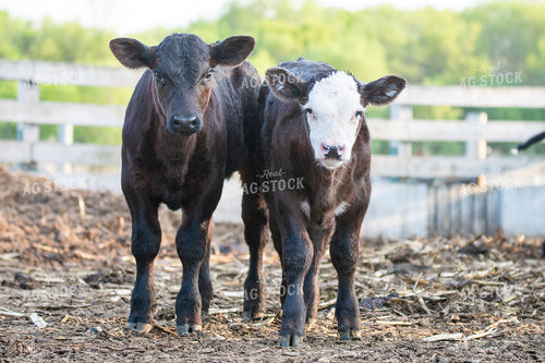 Calves in Farmyard 50222