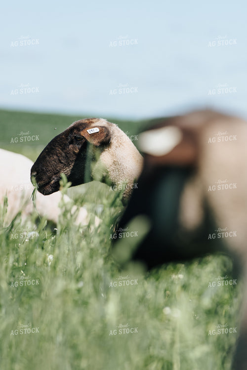 Sheep in Pasture 68077