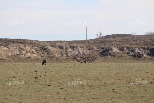 Angus Cow in Rocky Pasture 63031