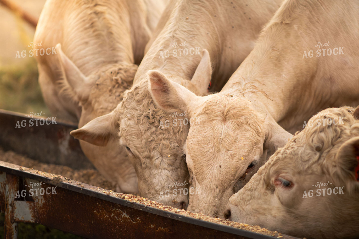 Charolais Cattle on Pasture 288011