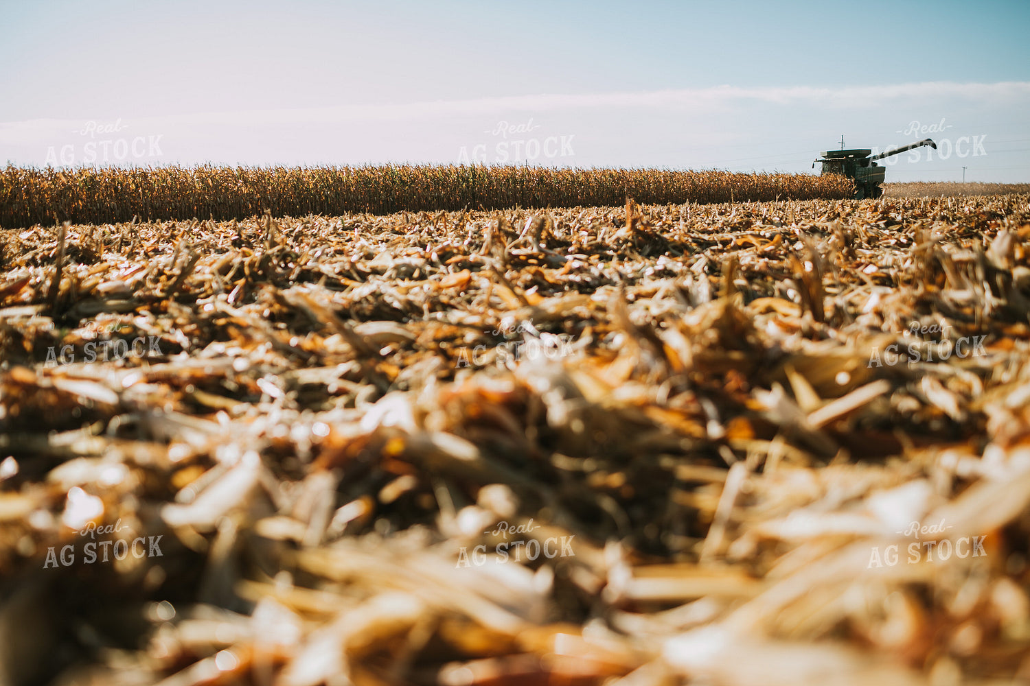 Harvesting Corn 4677