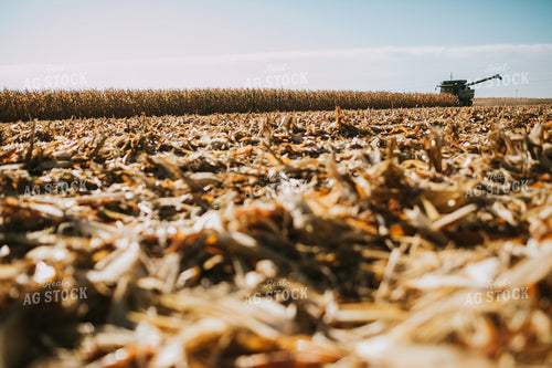 Harvesting Corn 4677